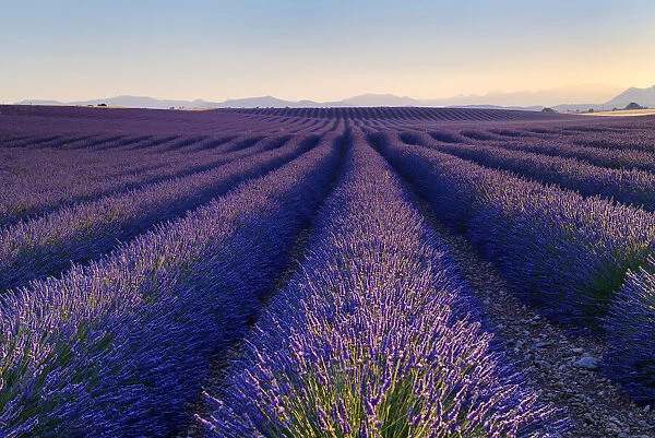 Lavender field (Lavendula augustifolia) at sunrise, Plateau de Valensole, Provence, Provence-Alpes-Cote d Azur, Alpes de Haute Provence, Southern France, France