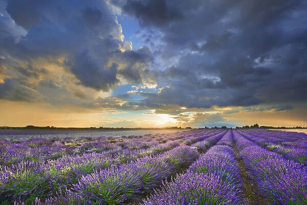 Lavender field and thunderstorm clouds - France, Provence-Alpes-Cote d Azur