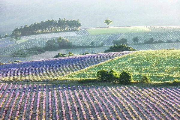 Lavender fields in early morning sunlight, near Sault, Provence, France