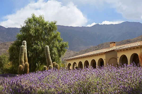 Lavender flowers in the garden of the Bodega Colome winery estancia, near Molinos, Calchaqui Valleys, Salta province, Argentina. Bodega Colome is the oldest winery in Argentina, estabilished in 1831