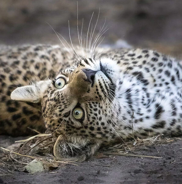 Leopard cub, Okavango Delta, Botswana