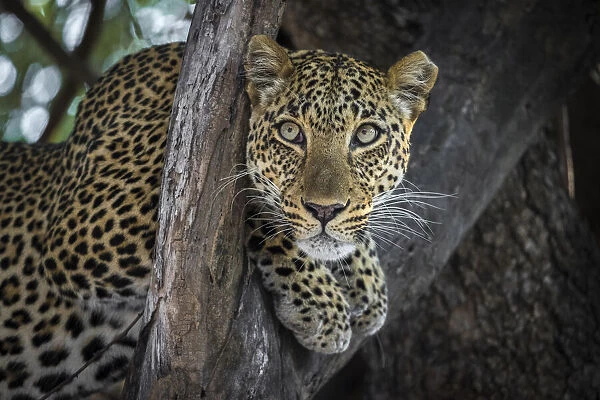 Leopard resting in tree, South Luangwa National Park, Zambia