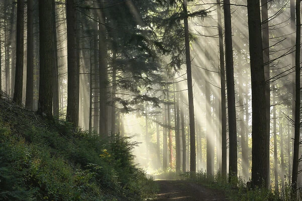 Light flooded spruce forest, Black Forest National Park, Black Forest, Baden-Wuerttemberg, Germany, Europe