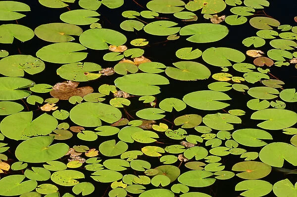 Lily pads in pond WHiteshell Provincial Park, Manitoba, Canada