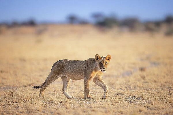 Lion cub, Kalahari Desert, Botswana Botswana