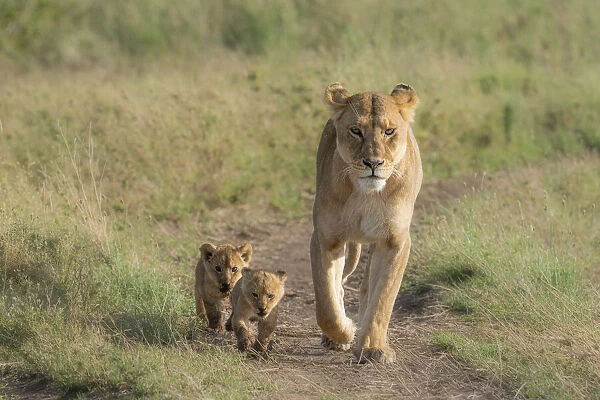 lion family, with cubs, in the Serengeti, Tanzania