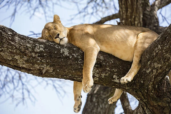 Lion resting in a tree, Serengeti, Serengeti Natioanl Park, Tanzania
