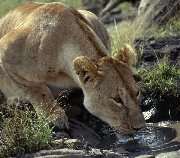 A lioness drinking from a muddy pool