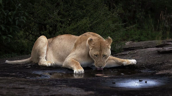 Lioness drinking on top of a rock in the Maasaimara, Kenya