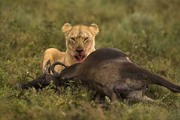 Lioness feeding on dead wildebeeste, Serengeti, Tanzania
