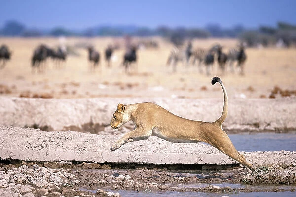 Lioness jumping over water, Kalahari Desert, Botswana