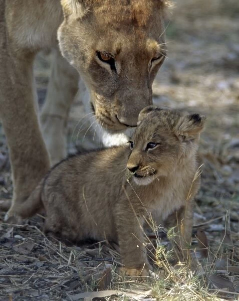 A lioness keeps a careful eye on her cub in the Moremi