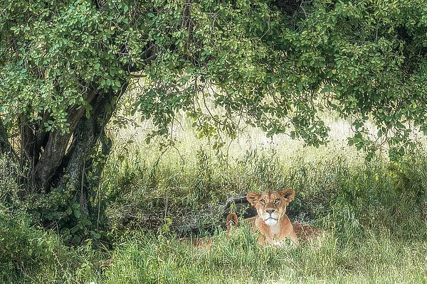 Lioness in Lake Nakuru national park, Kenya