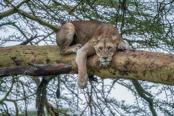 Lioness on a tree in Lake Nakuru National Park, Kenya