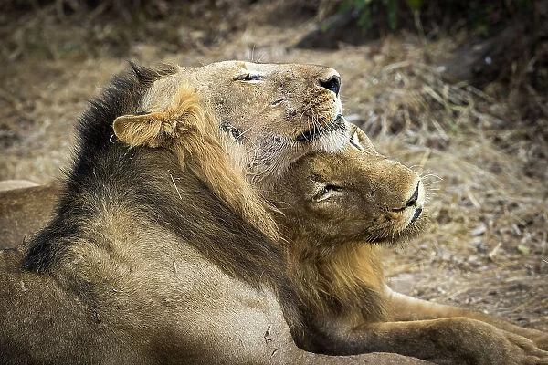 Lions, Lower Zambezi National Park, Zambia