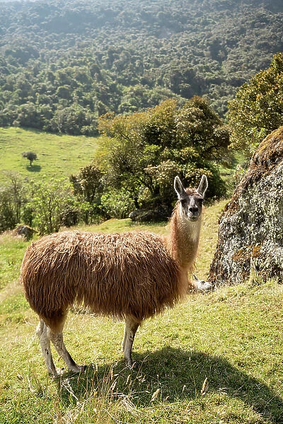 Llama, Termas de Papallacta, Napo, Ecuador