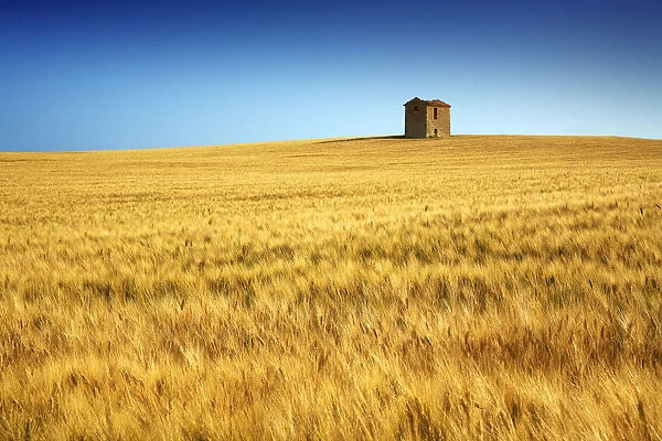 Lone Barn in Field of Barley, near Puimoisson, Alpes de Haute, Provence, France