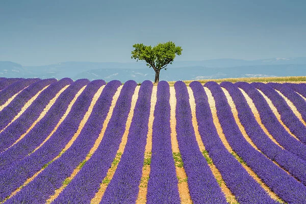 Lone Tree in Field of Lavender, Provence, France