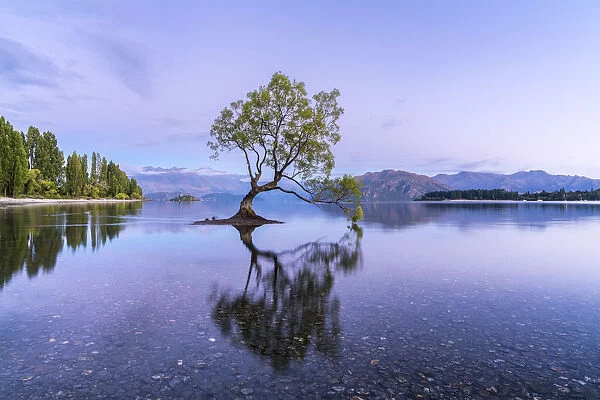 The lone tree in Lake Wanaka at dawn. Wanaka, Queenstown Lakes district, Otago region