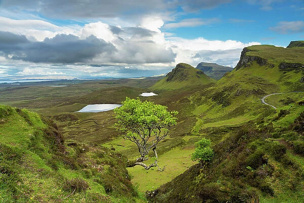 Lone tree at Quiraing with views of Loch Leum nu Luirginn and Loch Cleat, Isle of Skye, Highland Region, Scotland, United Kingdom