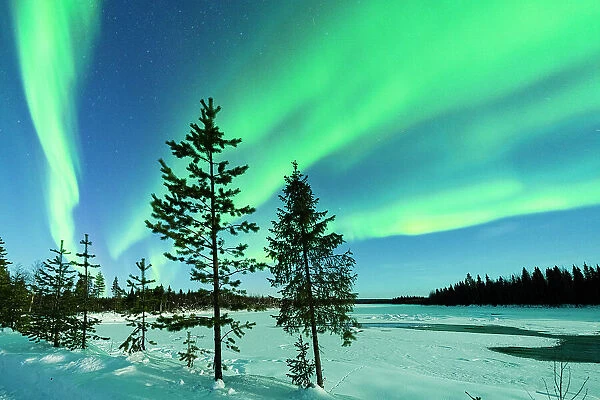 Lone trees in the frozen snowy landscape under the bright green lights of Aurora Borealis, Lapland, Finland