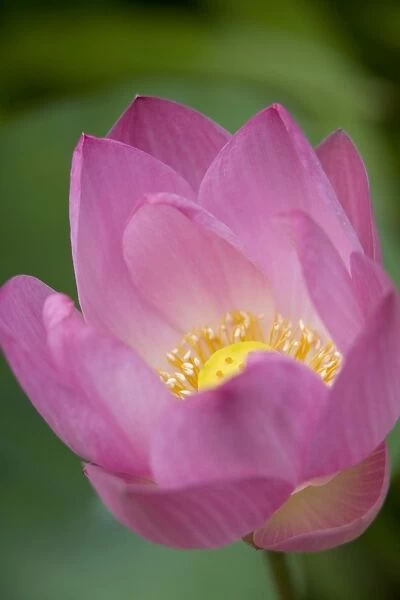 Lotus Flower, Bangkok, Thailand