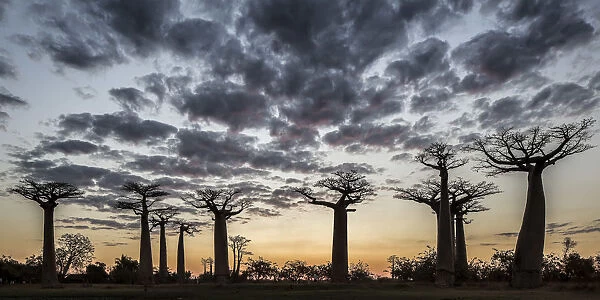 Madagascar, Morondava, Les Allazae des Baobabs at sundown