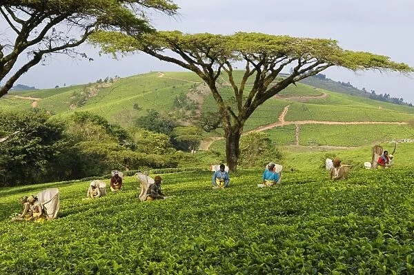 Malawi, Thyolo, Satemwa Tea Estate. Workers plucking tea