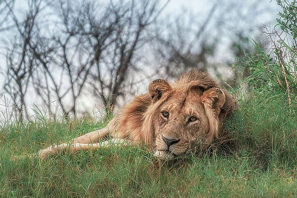 Male lion in the Maasai Mara, Kenya