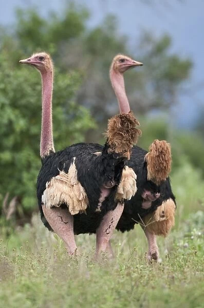 Two male Msai ostriches in breeding plumage in Kenyas Tsavo West National Park