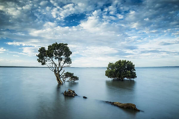 Mangrove Trees, Tenby Point, Victoria, Australia
