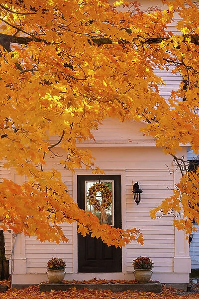 Maple tree and white house, Peacham, Vermont, USA