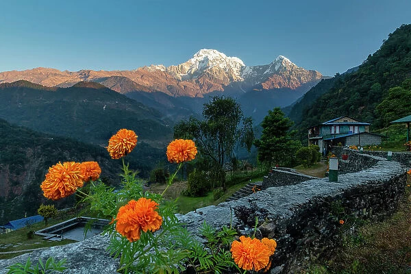 Marigolds with Annapurna South, Mountain Lodge, Landruk, Nepal, Asia
