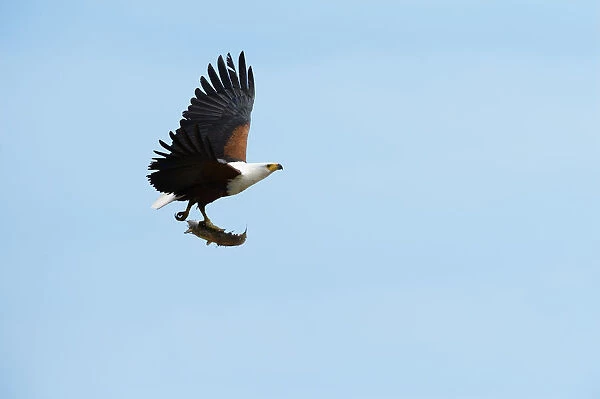 Masai Mara Park, Kenya, Africa A Fish Eagle in flight shot with a fish in its claws cat