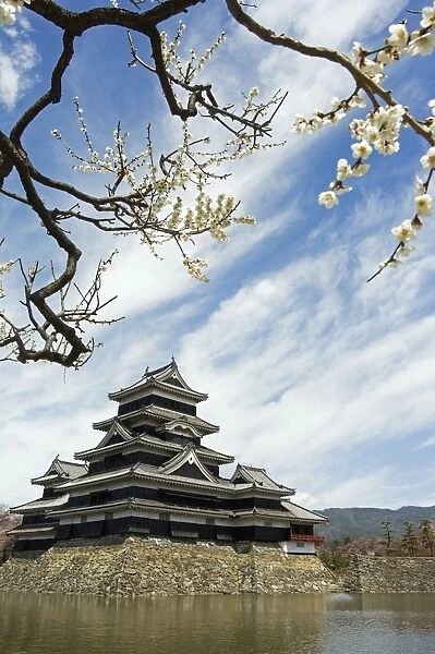Matsumoto Castle and moat spring cherry tree blossom