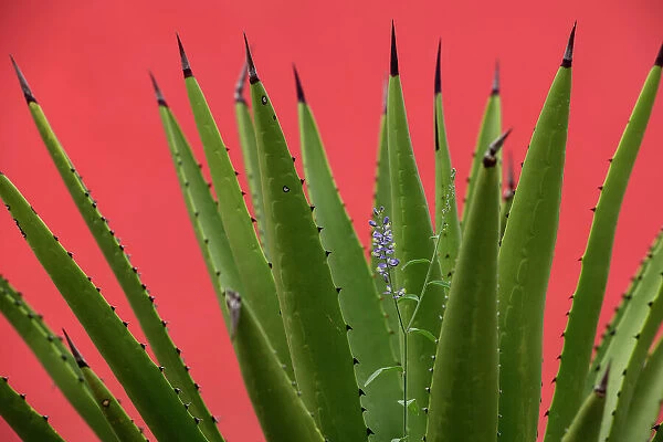 Mexico, Baja California, El Sargento Rancho Sur, Sword Agave, Agave Datylio, Datylillo, with wildflower