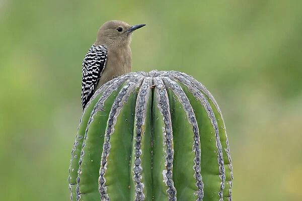 Mexico, Baja California Sur, El Sargento, Melanerpes uropygialis, Gila woodpecker