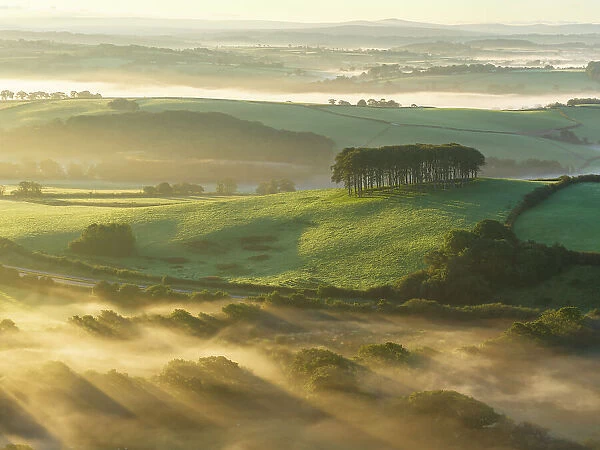 Misty morning at Cookworthy Knapp (the Nearly Home Trees) near Lifton in Devon, England. Autumn (September) 2023