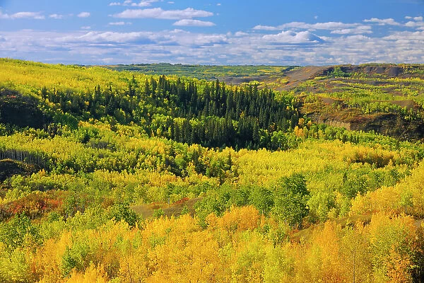 Mixedwood forest in autumn color along the Peace River Dunvegan, Alberta, Canada