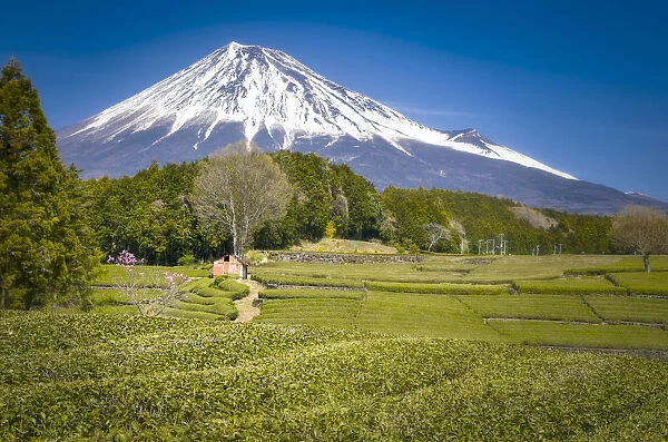 monte fuji dominates the tea plantations of Obuchi Sasaba, Fuji, Japan