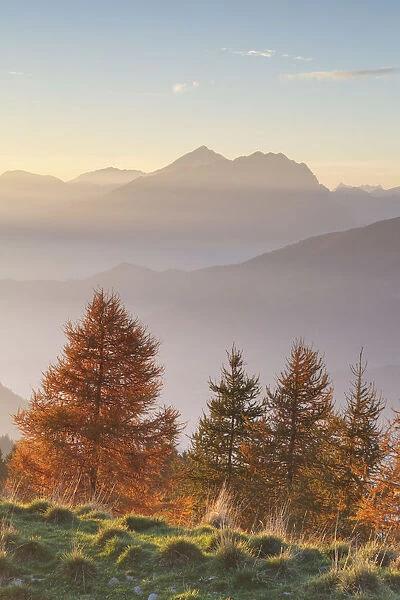 Monte Pora, Orobie Alps, Lombardy, Italy. Group of larches at sunset