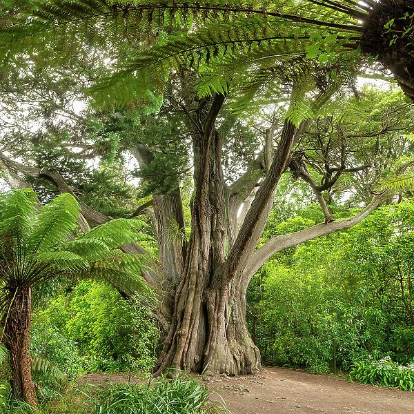 Monterey Cypresses (Cupressus macrocarpa), Christchurch Botanical Gardens, Christchurch, South Island, New Zealand