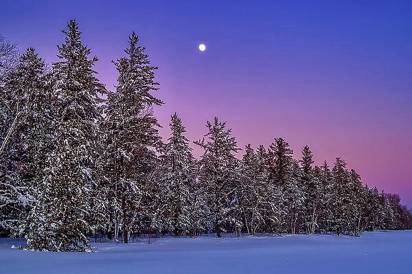 Full moon rising over the boreal forest in winter, Belair Provincial Forest, Manitoba, Canada
