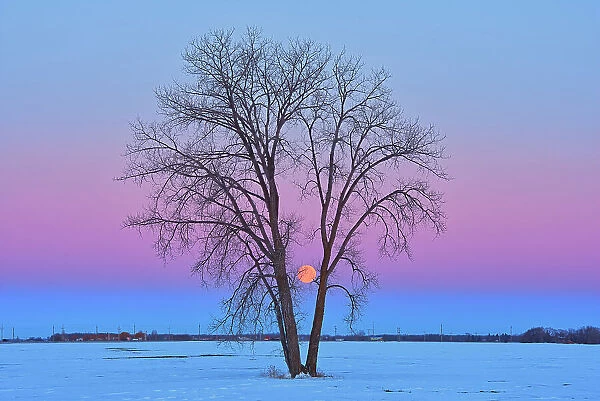 Full moon (Super moon) and plains cottonwood (Populus deltoides) at dawn. March 20, 2019. Spring Equinox, March equinox or Vernal Equinox. First day of spring. The last full moon of the winter is called the Worm Moon'. Dugald, Manitoba, Canada