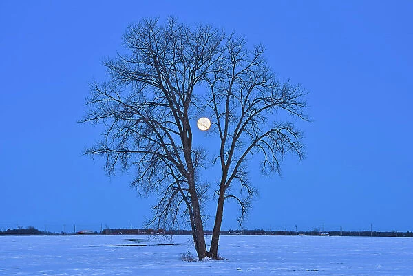 Full moon (Super moon) and plains cottonwood (Populus deltoides) at dawn. March 20, 2019. Spring Equinox, March equinox or Vernal Equinox. First day of spring. The last full moon of the winter is called the Worm Moon'. Dugald, Manitoba, Canada