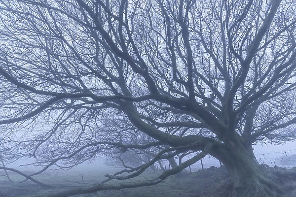Moorland tree in winter fog, Dartmoor National Park, Devon, England