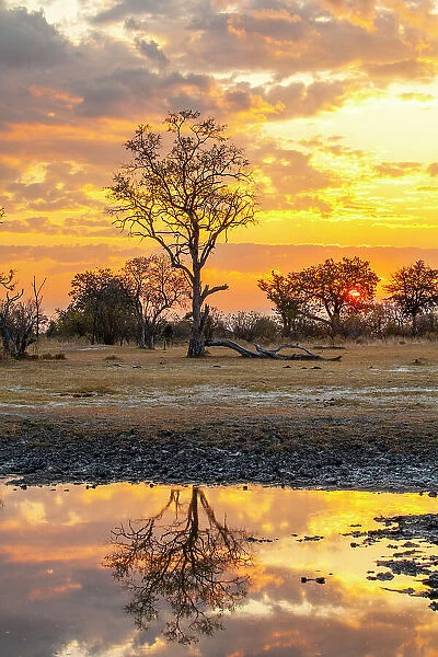 Moremi Game Reserve, Botswana, Africa