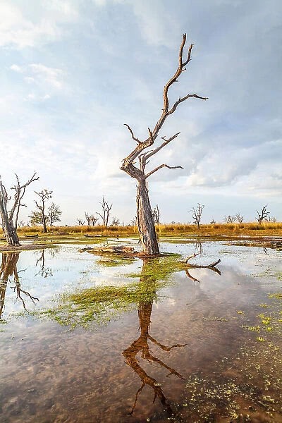 Moremi Game Reserve, Botswana, Africa