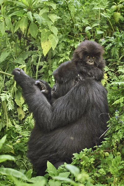 Mountain gorilla mother and cub - Rwanda, Volcanoes National Park - Parc National des