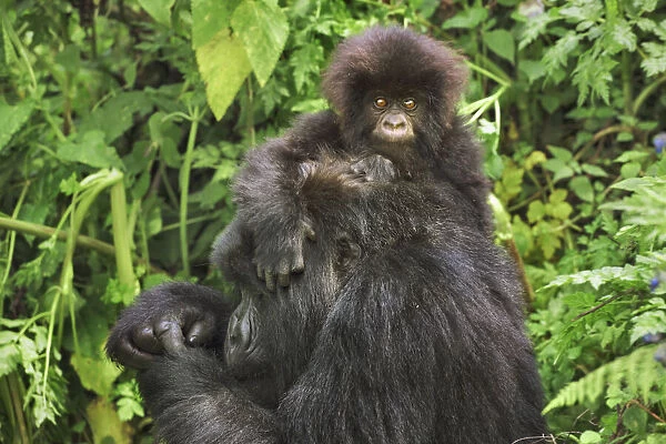 Mountain gorilla mother and cub - Rwanda, Volcanoes National Park - Parc National des
